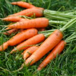 Como Plantar Cenoura - Créditos: depositphotos.com / maxsol7
