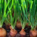 Como Cultivar Cebola e Ter um Temperinho Natural Sempre à Mão