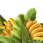 Plantar Banana - Créditos: depositphotos.com / AgaveStudio