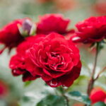 Plamtar Rosas - Créditos: depositphotos.com / MicEnin