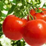 Como Plantar Tomate - Créditos: depositphotos.com / fotokostic
