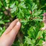 Plantar Salsinha - Freepik