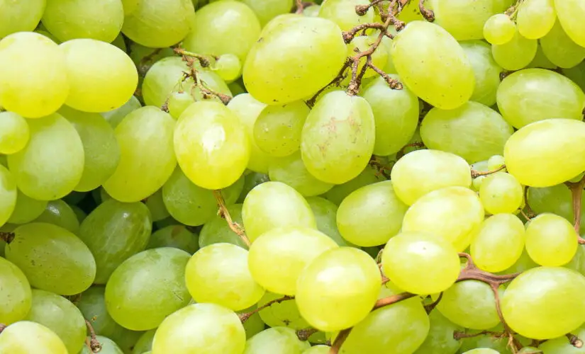 Dicas Práticas para Plantar Uva Verde e Ter uma Colheita Saborosa