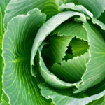 Dicas Infalíveis para Plantar Repolho e Ter uma Horta Sempre Farta