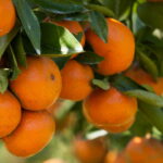 Plantar Laranja - Créditos: depositphotos.com / sripfoto