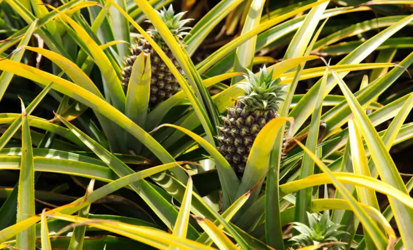 Plantar Abacaxi - Freepik