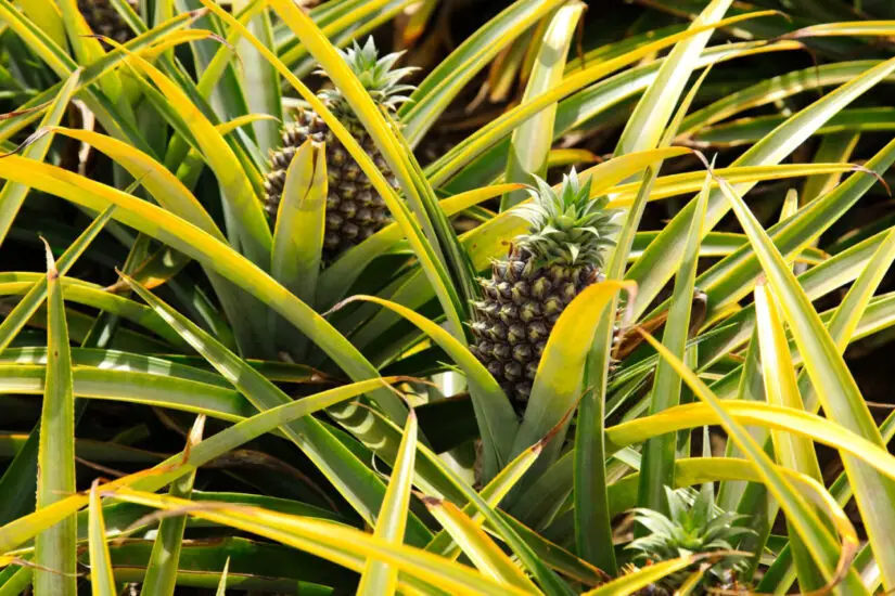 Plantar Abacaxi - Freepik