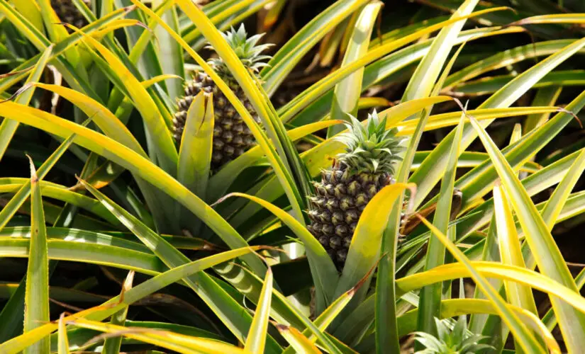 Plantar Abacaxi - Freepik