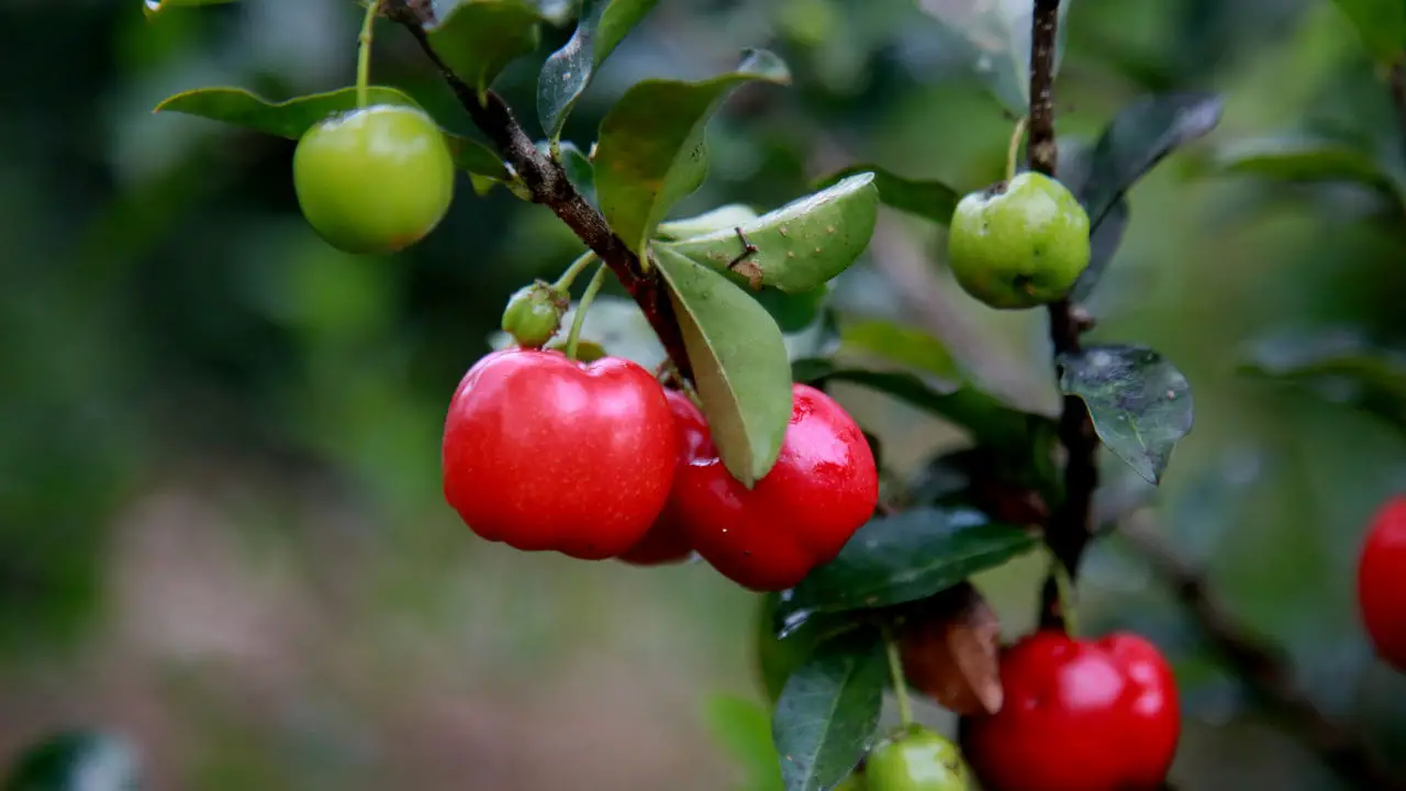 Como Plantar Acerola em Vasos e Ter Frutas Frescas o Ano Todo