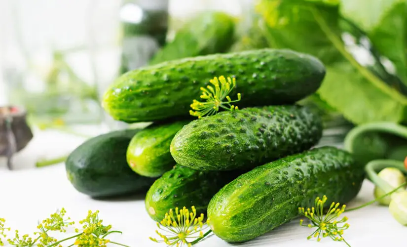 Plantar Pepino - Créditos: depositphotos.com / kzwwsko