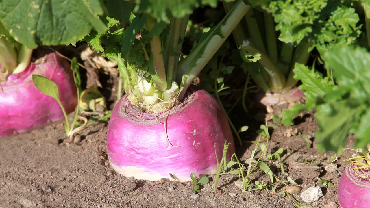 Passo a Passo para um Cultivo de Nabo Rápido e Produtivo
