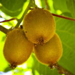 Como Plantar Kiwi em Casa e Ter Frutas Sempre ao Alcance