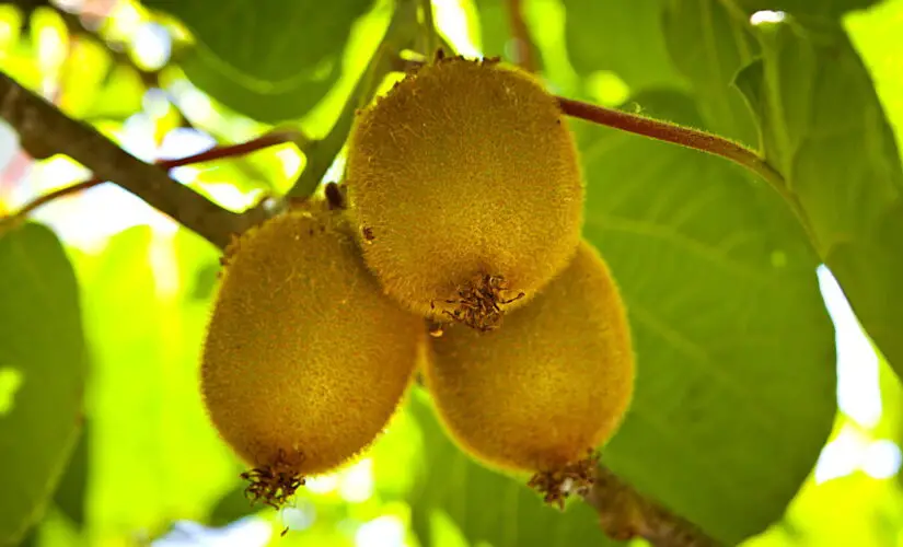 Como Plantar Kiwi em Casa e Ter Frutas Sempre ao Alcance