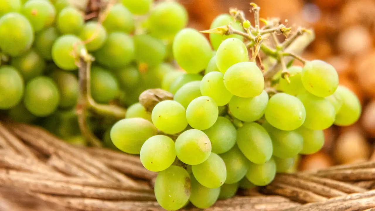 Dicas Práticas para Plantar Uva Verde e Ter uma Colheita Saborosa
