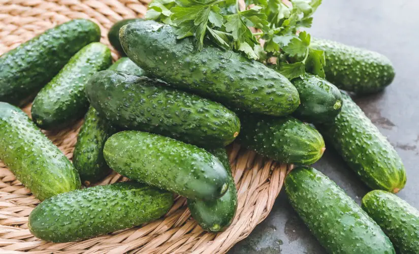 Plantar Pepino - Créditos: depositphotos.com / kzwwsko