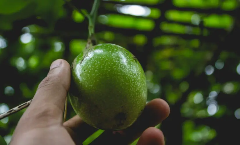 Plantar Maracujá - Freepik