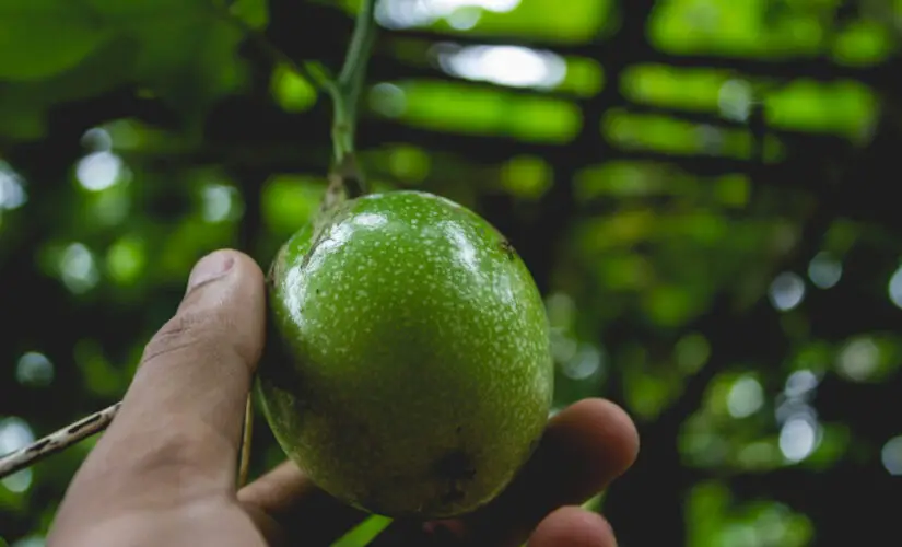 Plantar Maracujá - Freepik