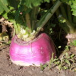 Passo a Passo para um Cultivo de Nabo Rápido e Produtivo