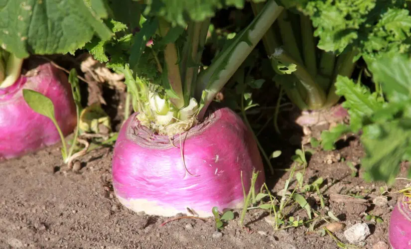 Passo a Passo para um Cultivo de Nabo Rápido e Produtivo