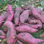 O Segredo para Plantar Batata Doce e Ter Raízes Sempre Grandes