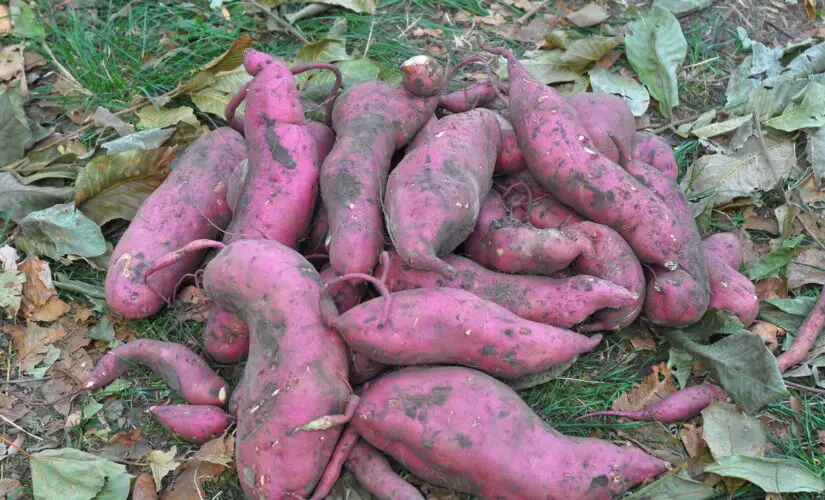 O Segredo para Plantar Batata Doce e Ter Raízes Sempre Grandes