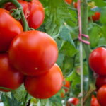 Como Plantar Tomate - Créditos: depositphotos.com / fotokostic