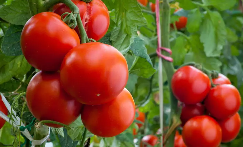Como Plantar Tomate - Créditos: depositphotos.com / fotokostic