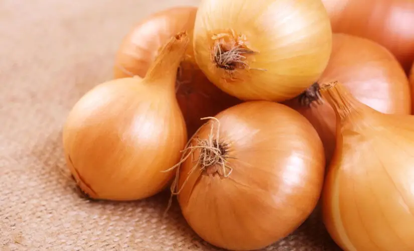 Dicas Práticas para Plantar Cebola em Casa e Garantir uma Colheita Farta