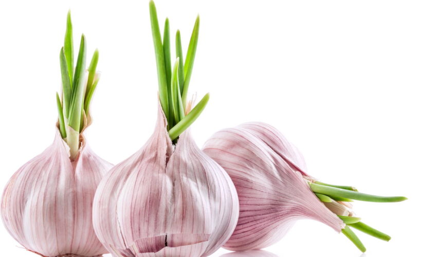 Dicas Práticas para Plantar Alho em Casa e Garantir uma Colheita Perfeita
