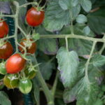 Plantar Tomate Cereja - Créditos: depositphotos.com / AndrewLozovyi