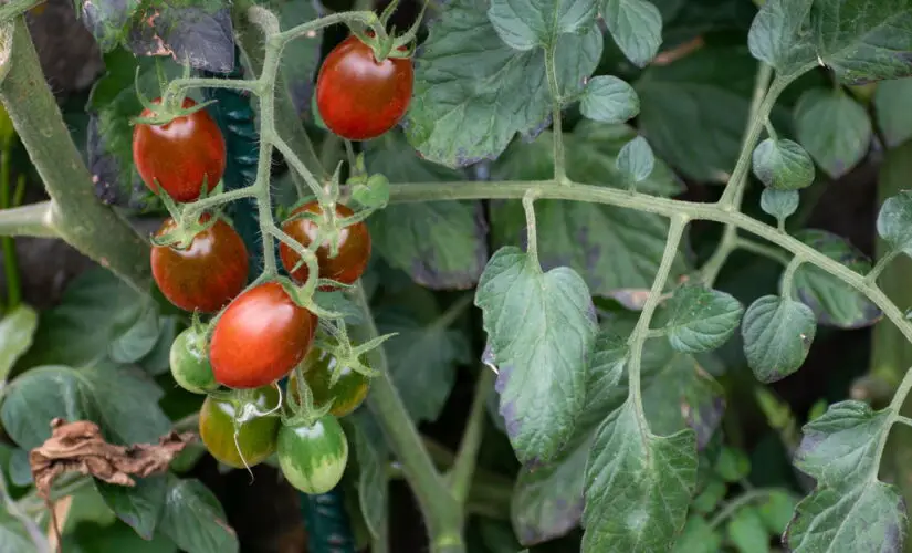 Plantar Tomate Cereja - Créditos: depositphotos.com / AndrewLozovyi
