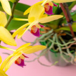 Orquídeas e Cascas de Banana Um Casamento Perfeito