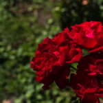 Plantar Rosas - Créditos: depositphotos.com / HayDmitriy