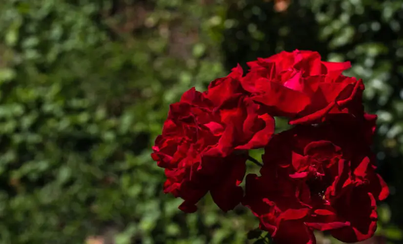 Plantar Rosas - Créditos: depositphotos.com / HayDmitriy
