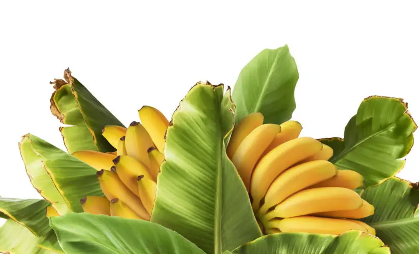 Plantar Banana - Créditos: depositphotos.com / AgaveStudio