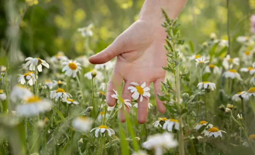 Plantar Camomila - Freepik