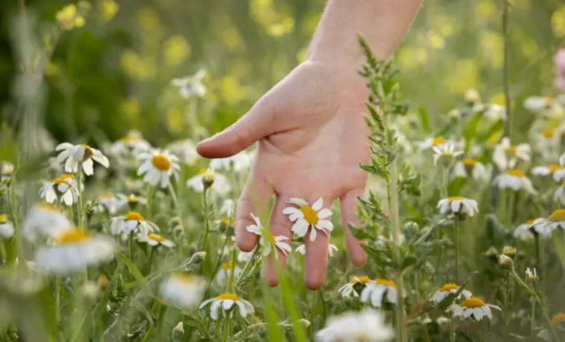 Plantar Camomila - Freepik