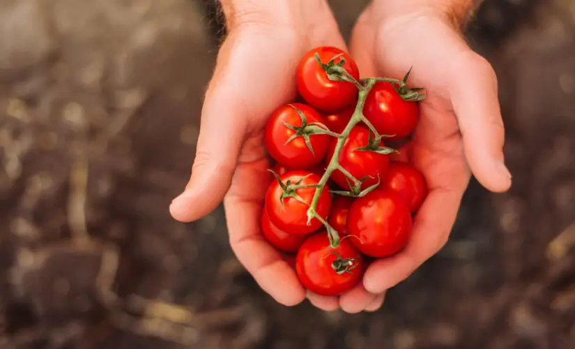 Dicas Infalíveis para Plantar Tomate Cereja e Ter Frutas Sempre