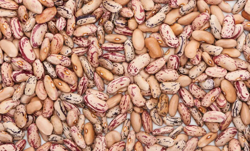 Passo a Passo para um Cultivo de Feijão Simples e Saudável