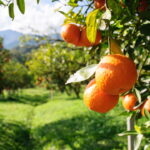 Como plantar Laranja em casa e colher frutas suculentas