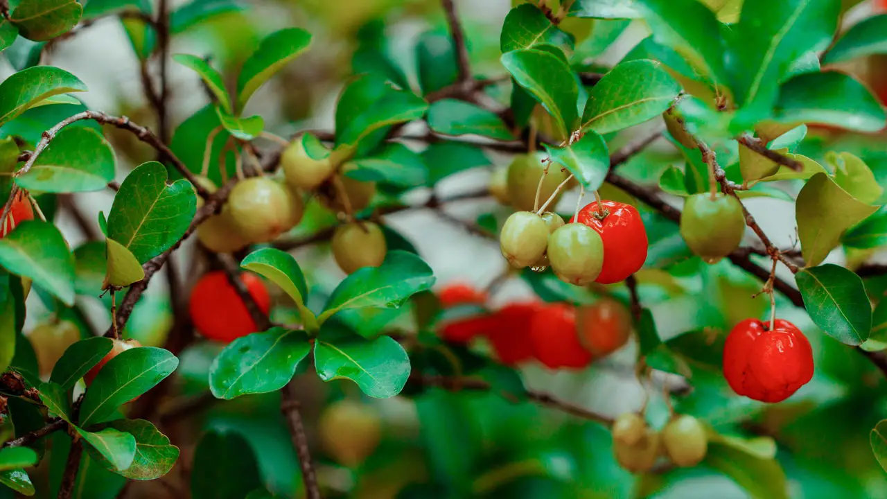 Como Plantar Acerola em Vasos e Ter Frutas Frescas o Ano Todo