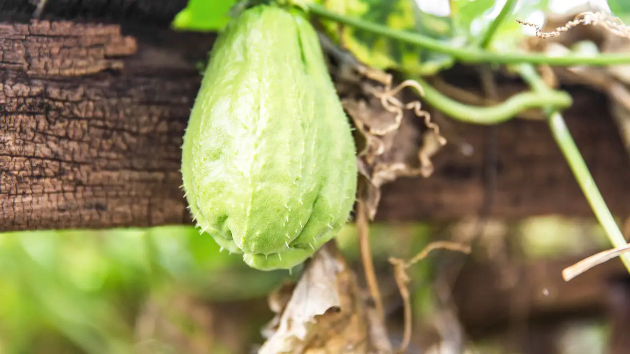 Como Cultivar Chuchu e Ter uma Colheita Sempre Produtiva