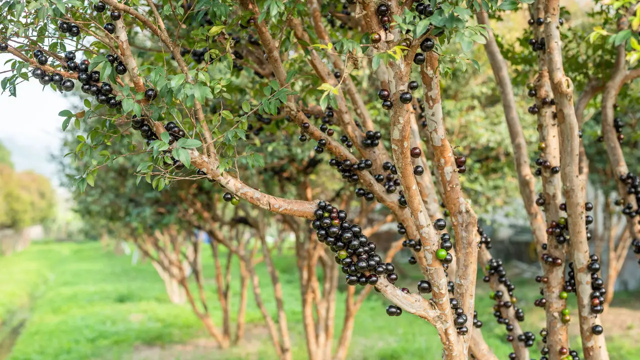 O Segredo para Jabuticabeiras Sempre Produtivas e Saudáveis