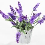 Cheirinho deliciosa de Lavanda Veja Como Plantar em casa