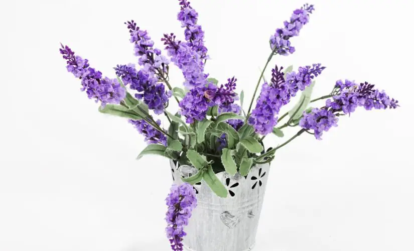 Cheirinho deliciosa de Lavanda Veja Como Plantar em casa