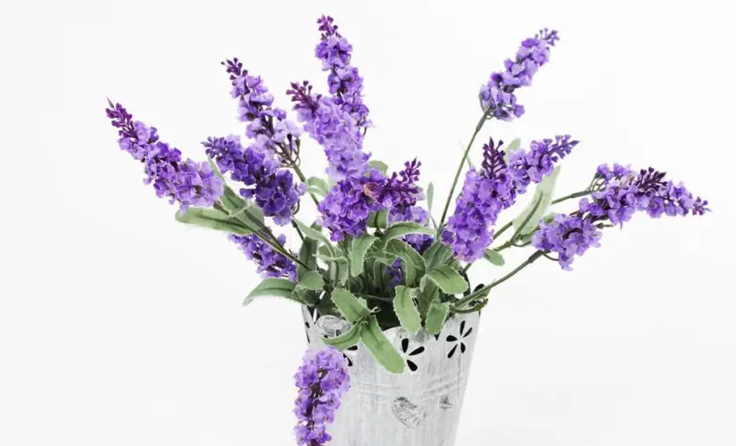Cheirinho deliciosa de Lavanda Veja Como Plantar em casa