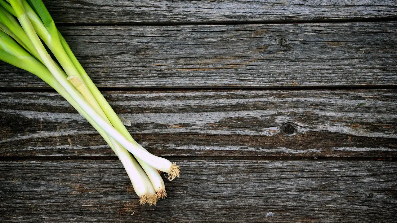 Dicas Infalíveis para Plantar Alho-Poró e Ter uma Colheita Sempre Fresca