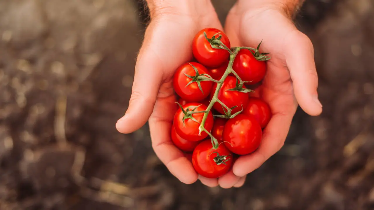 Dicas Infalíveis para Plantar Tomate Cereja e Ter Frutas Sempre