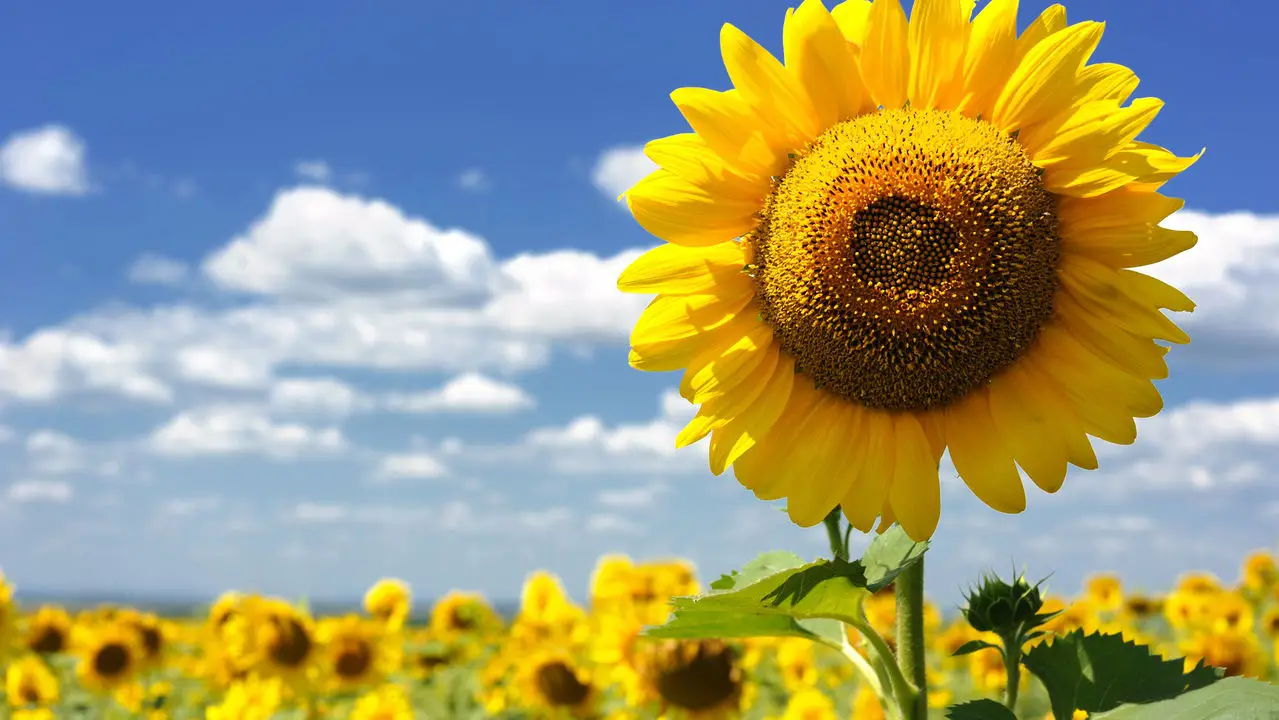 Dicas Práticas para Plantar Girassol e Ter um Jardim Encantador