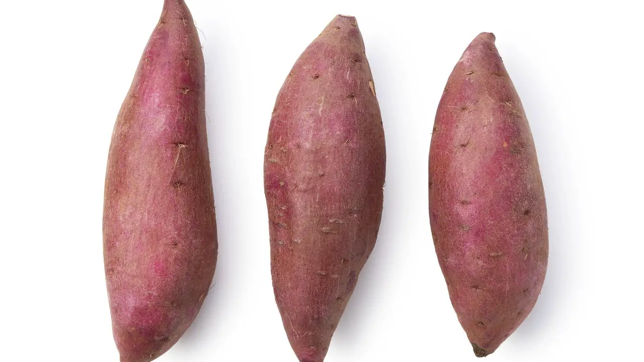 O Segredo para Plantar Batata Doce e Ter Raízes Sempre Grandes